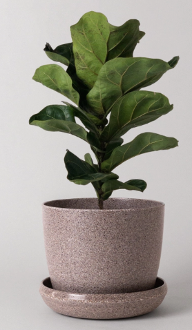 Kanso Designs - 7" Nut Husk Planter Pot